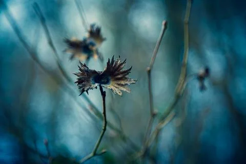 Empty Hazelnut shell on twig in forest with white blue background Stock Photos