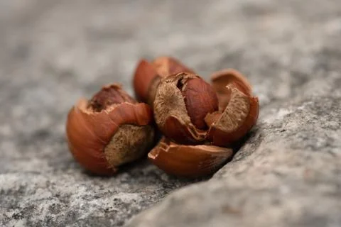Empty hazelnut shells on the stone outdoor Foto stock