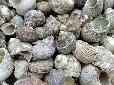 Empty hermit crab shells background. Фото
