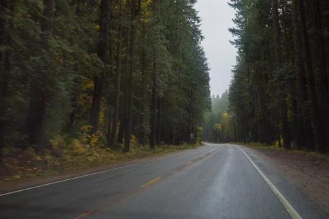 Empty highway in the forest 스톡 사진