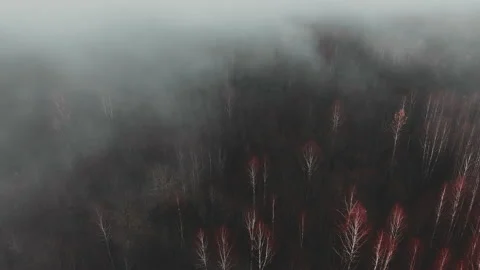 Empty highway through the forest in a mystical fog. Stock Footage 221135331