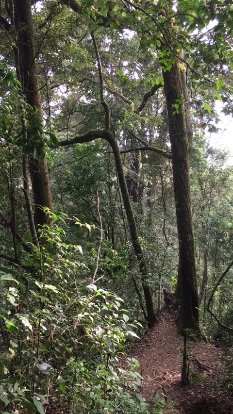 Empty Hiking Trail Leading Through a Dense Green Tropical Forest Stock-Footage 347247088