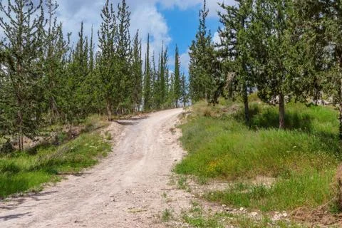 Empty hiking trail in the pine tree and cypress woods Stock Photos