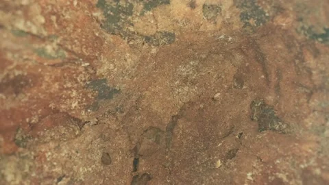 An empty hollow in a tree trunk. Home for birds and animals in the wild Stock Footage 147452477