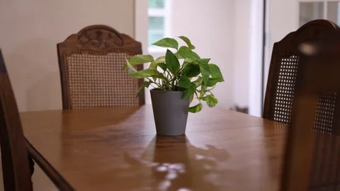 Empty Home Dining Room Table With Plant In Center Stock-Footage 315224639