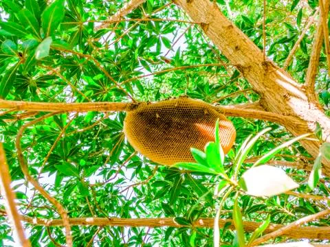 Empty honey comb is hanging on the tree branch Stock Photos