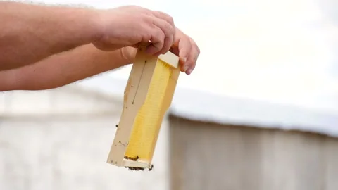 Empty Honeycomb Frame in the Beekeeper's Hands Stock Footage 135523145