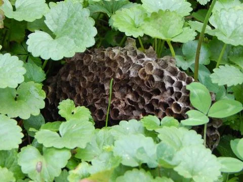 Empty honeycomb in the grass Foto stock