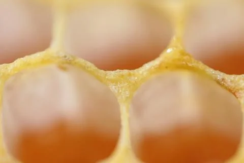 Empty honeycomb Stock Photos