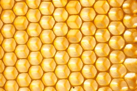 Empty honeycomb Stock Photos