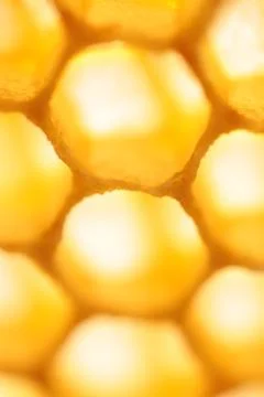 Empty honeycomb Stock Photos