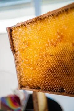Empty Honeycombs of a Beehive Close Up Stock Photos
