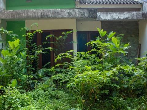 Empty house, full of weeds Foto stock