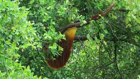 Empty Huge Honey Beehive After the Bees Left Still Hangs from Tree Branch Stock Footage 166842553