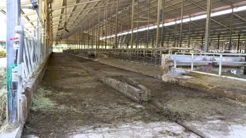 Empty Interior of a Large Dairy Barn Stock Footage 340520696