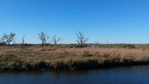 Empty island with tall grass and barren trees Stock Footage 101402313
