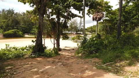 Empty jungle path near mangrove forest Stock-Footage 108760626