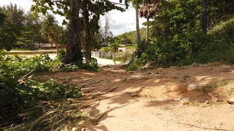 Empty jungle path near mangrove forest Video stock 108760746