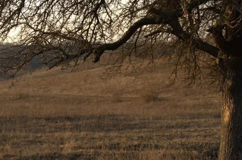 Empty landscape with a bare tree on dry slopes background in early spring Stock Photos
