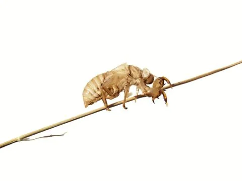 Empty larva Stock Photos