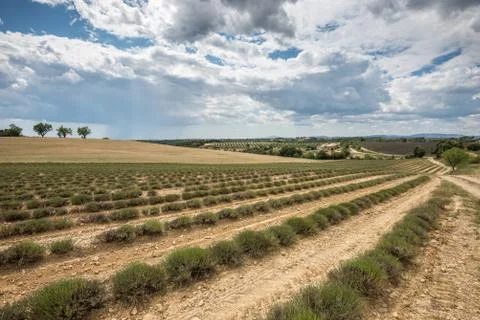Empty lavender fields of Provence after harvesting Stock Photos