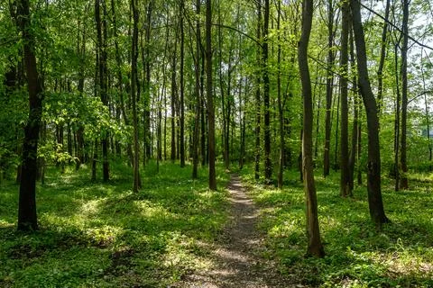 Empty leading path in a forest with old green trees, ferns and leaves Stock Photos