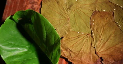 Empty Leaf for indian food Stock Footage 303912017