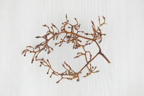 Empty light brown cluster (bunch, branch, vine) of grapes on a white background Stock Photos