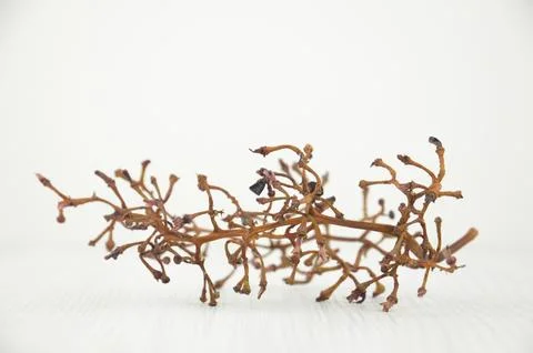 Empty light brown cluster (bunch, branch, vine) of grapes on a white background Stock Photos