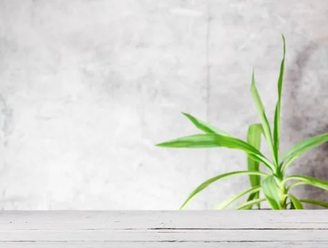 Empty light gray background with white rustik wooden table for product Stock Photos