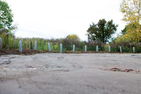 Empty lot with concrete posts surrounded by overgrown vegetation in a quiet Stock Photos