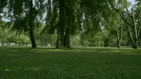 Empty Lush Green Park Video stock 122795805
