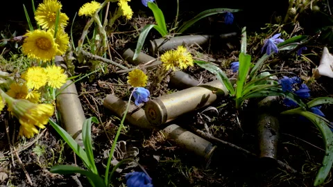 The empty machine gun shells in blooming spring flowers Stock Footage 152373447