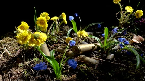 The empty machine gun shells in blooming spring flowers Stock Footage 152373704