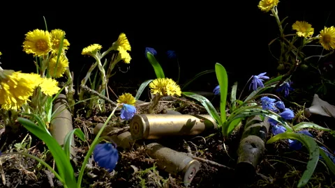 The empty machine gun shells in blooming spring flowers Stock Footage 152559259