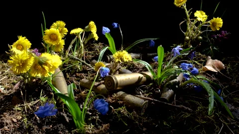 The empty machine gun shells in blooming spring flowers Stock Footage 152757534