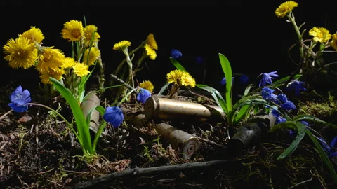 The empty machine gun shells in blooming spring flowers Stock Footage 154239750