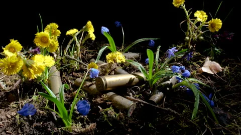 The empty machine gun shells in blooming spring flowers Stock Footage 154277930