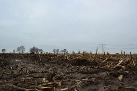 Empty meadows after the mais has been harvested in the autumn, mud, Doezum, G Stock Photos