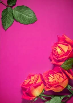 An empty message note with fresh flower roses isolated over magenta background Stock Photos