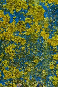Empty metal surface covered with moss. Rusty piece of metal in a landfill. Re Foto stock