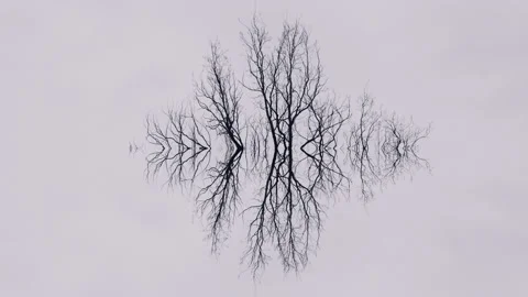 Empty, minimalistic natural scene. Bird flying over trees. Stock Footage 148484852