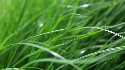 Empty mirrors of grass blown by the breeze	 Stock Footage 273985534