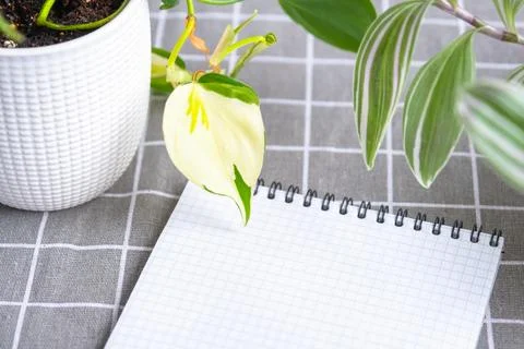 An empty mock up notebook with a pen on a table with home potted plants. Re.. Foto stock