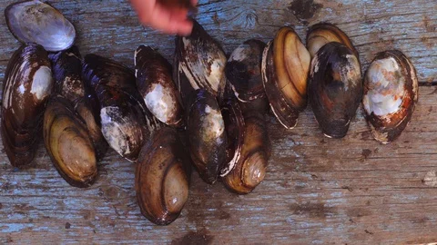 Empty mollusk shells. Lay out on an old wooden table Stock Footage 129803548