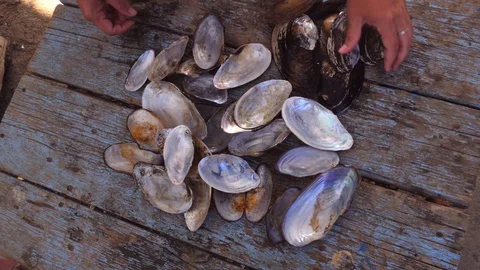 Empty mollusk shells. Lay out on an old wooden table Stock Footage 129803685