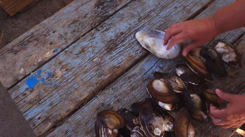 Empty mollusk shells. Lay out on an old wooden table Stock Footage 129888664