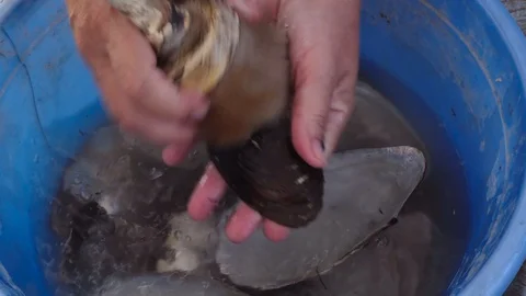 Empty mollusk shells. Wash in the basin Stock Footage 129803616