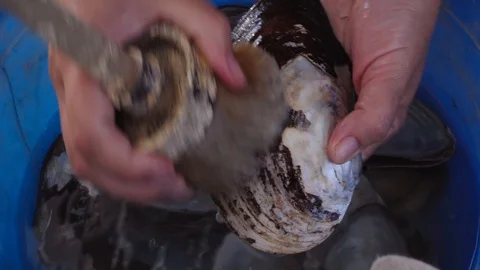 Empty mollusk shells. Wash in the basin Stock Footage 129888743