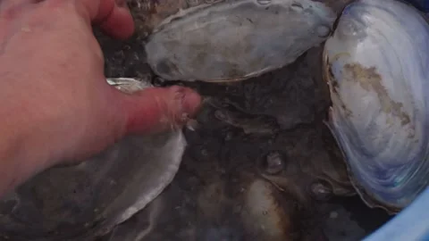 Empty mollusk shells. Wash in the basin Stock Footage 135410722